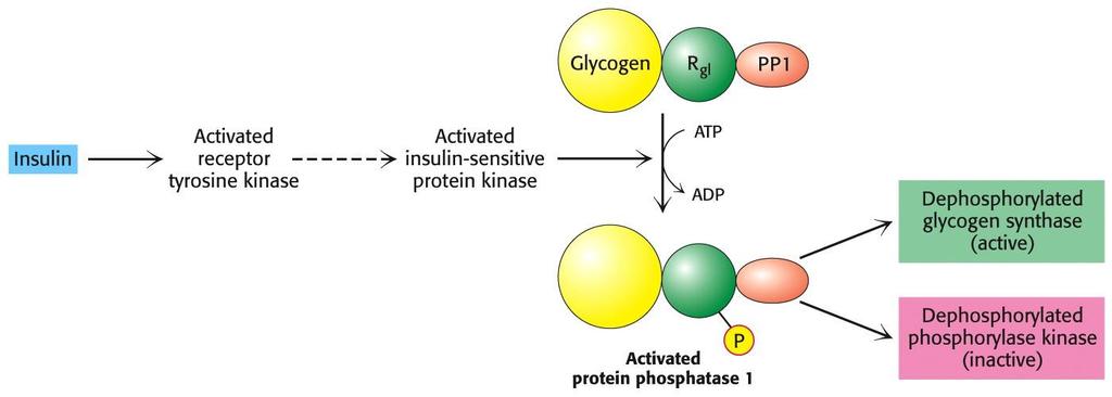 How does insulin counteract the effects of camp-dependent control of glycogen metabolism?