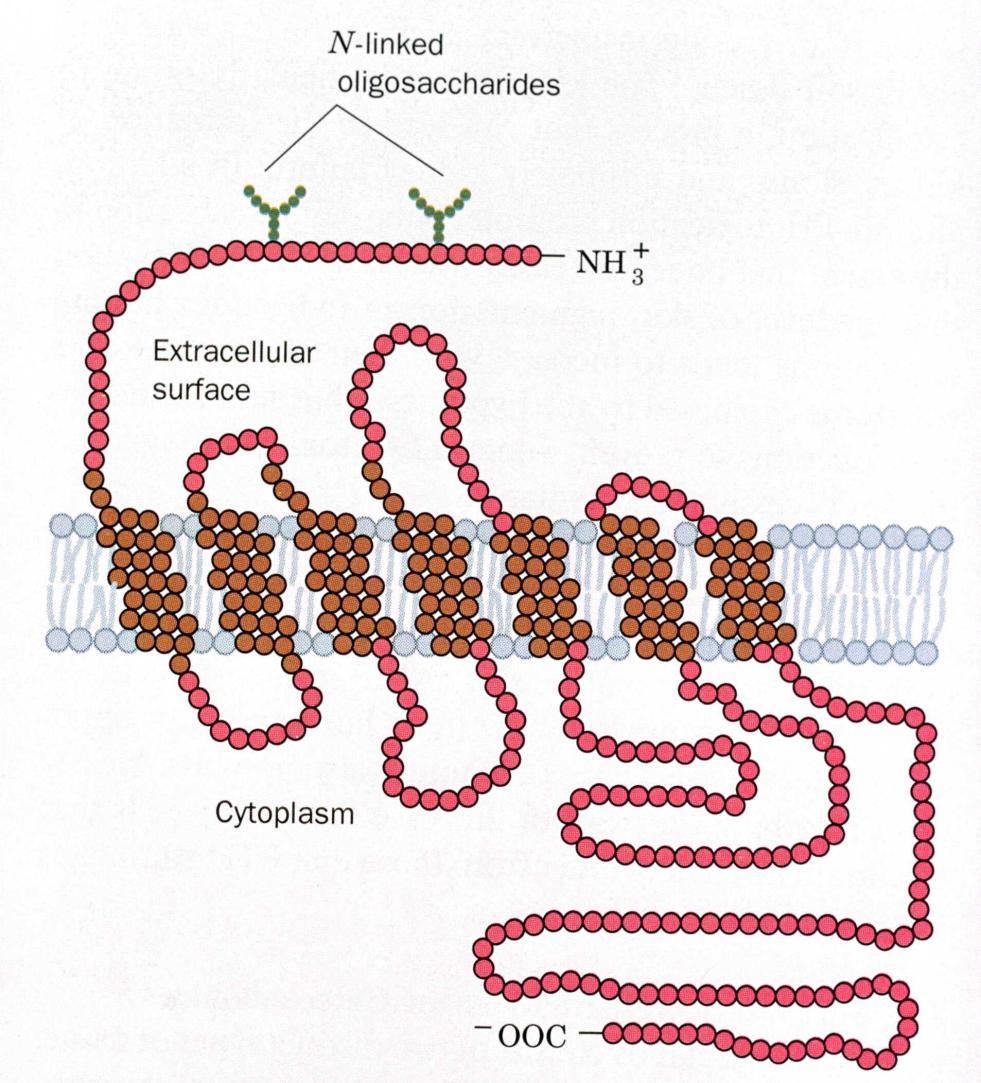 The cyclic AMP secondary messenger system Adrenaline, acting on a -adrenergic receptor