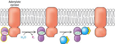 Receptor Phosphorylation and