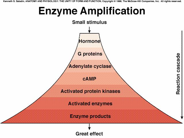 Enzyme amplification In all of the preceding mechanisms, the