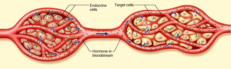 Endocrine system the body s second great controlling system