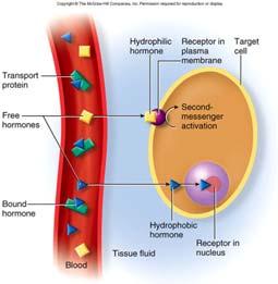Hormone Concentrations in the Blood Hormones circulate in the blood in two forms free or bound Steroids and