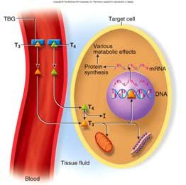 in the Blood Concentrations of circulating hormone reflect: Rate of release Speed of inactivation and