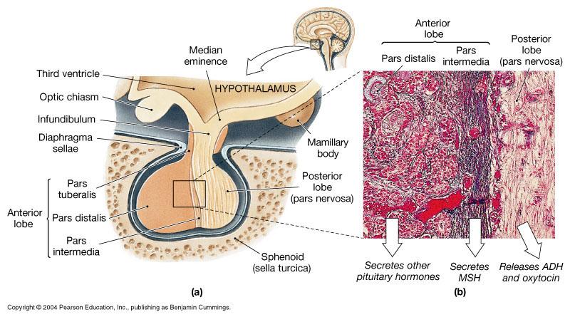 Major Endocrine Organs: Hypophysis Hypophysis (pituitary gland) two-lobed organ that secretes nine major hormones Neurohypophysis pars nervosa (posterior portion), infundibulum, and the median