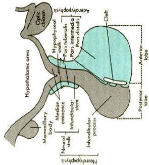 Anatomy and Orientation of the