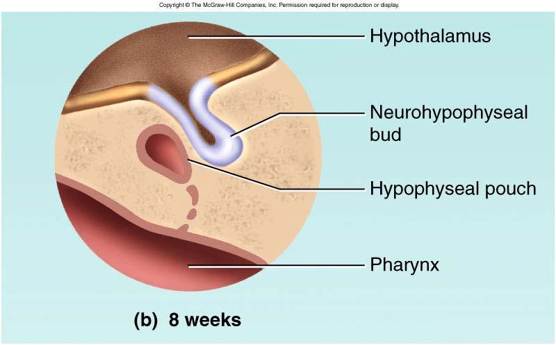 Hypophysis  