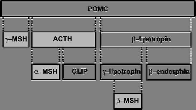 POMC Activity of the Adenophypophysis The hypothalamus sends a chemical stimulus to the anterior pituitary Releasing