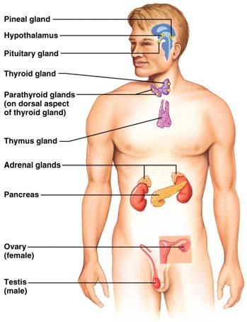 Major Endocrine Organs Autocrines and Paracrines Autocrines chemicals that exert effects on the same cells that secrete them Paracrines locally