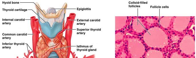 Thyroid Gland The largest endocrine gland, located in the anterior neck, consists of two lateral lobes