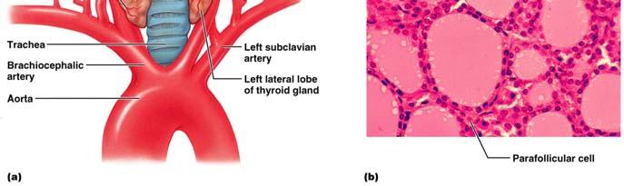 thyroglobulin Colloid (thyroglobulin + iodine) fills the lumen of the follicles and is the precursor of