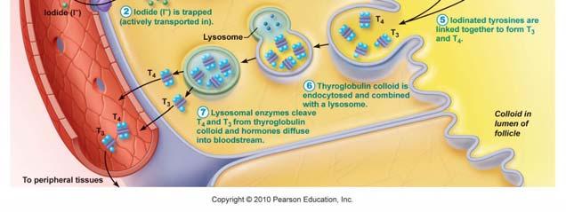 and combined with a lysosome, where T 3 and T 4 are