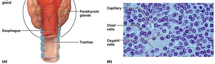 cells Chief (principal) cells secrete PTH also referred to as