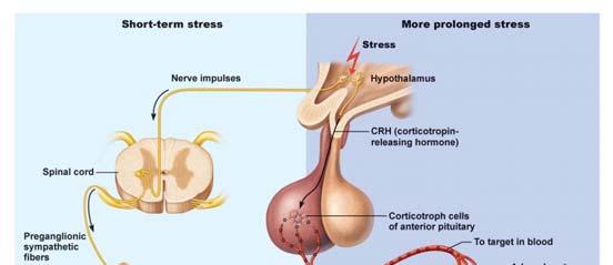 Stress and the Adrenal Gland General Adaptation Syndrome