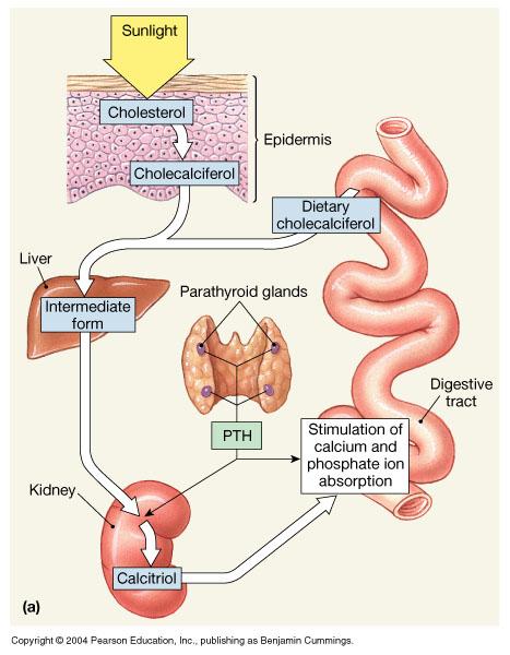 Other Hormone-Producing Structures Kidneys secrete erythropoietin, which signals the production of red blood cells, renin and calcitriol Skin produces cholecalciferol, the precursor