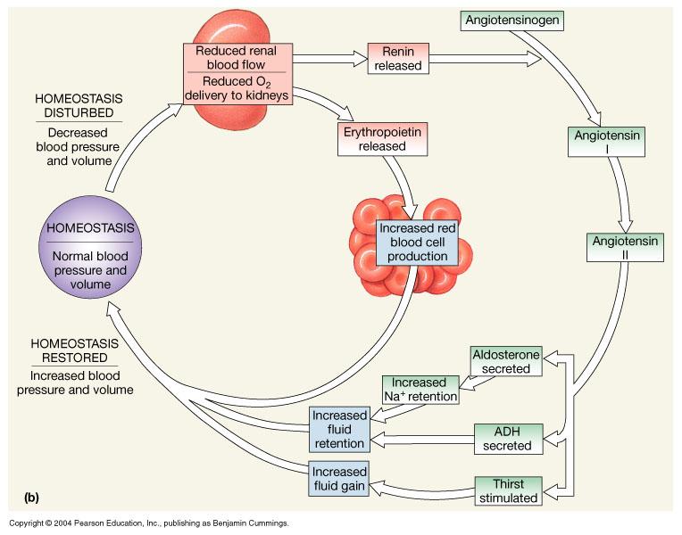 Endocrine Functions of the Kidneys Angiotensin