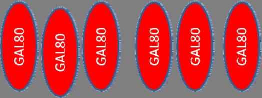Transcriptional regulation of genes of galactose metabolism in yeast cells GAL4 UAS GAL4