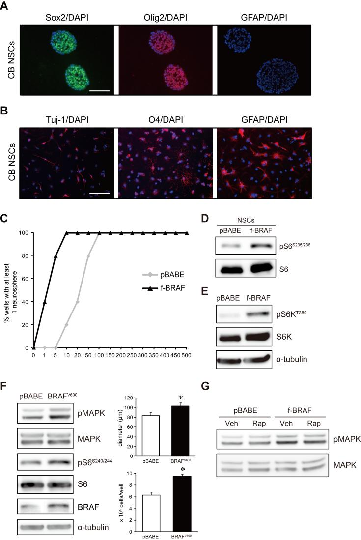 Kaul 2 Figure S1. f-braf and BRAF V600 activate mammalian target of rapamycin (mtor) in cerebellar NSCs.