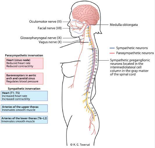 Sympathectomy and loss of supraspinal control of sympathetic nervous system Unopposed parasympathetic