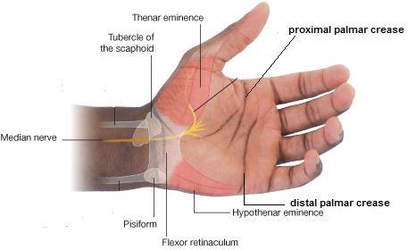 Hand: It is devided into palmar and dorsal aspects.