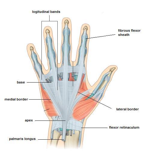 -thenar eminence (lateral):located below small muscles of the thumb and contains 3 small muscles (control thumb motion) supplied by median nerve.