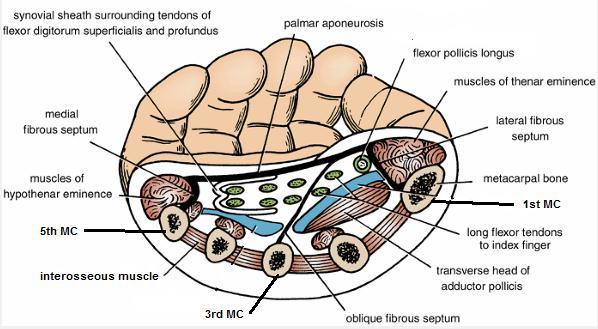 -Flexor digitorum superficialis and profundus tendons reach the hand by passing under flexor retinaculum.