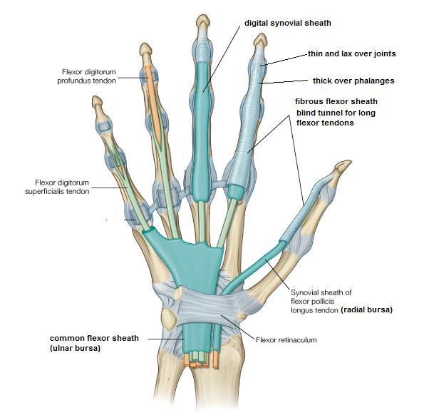 All of these muscles are supplied by ulnar nerve except 5 by median nerve (3 thenars & 1,2 lumbricals) Fibrous flexor sheath: It is a blind tube, that is, it is opened proximally and closed