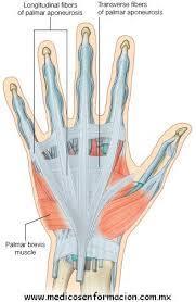 When Palmaris Longus passes above the Flexor retinaculum it will forms a triangular shape at the palm called Palmar aponeurosis and then Palmar aponeurosis divides and goes to the four digit and do