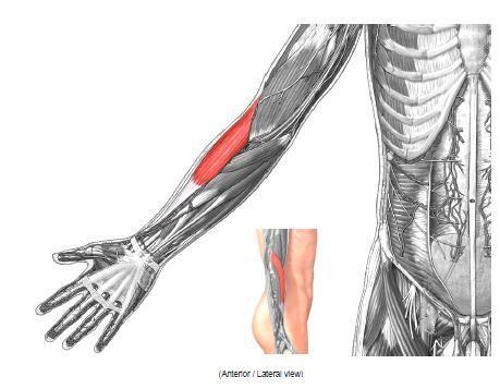 Brachioradialis is a big bulky muscle, it s a landmark for the separation