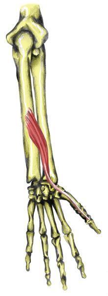 Origin Posterior surface of middle 1/3 of ulna and interosseous membrane Insertion Action Base of distal phalanx of thumb).