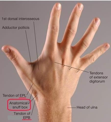 A gab between the Extensor Pollicis Longus & Extensor Pollicis Brevis, you can see it when you extend your thumb. Lateral = E. Pollicis Brevis Medial = E.