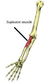 Supinator NEW Origin Insertion Action Innervation Lateral epicondyle of humerus, radial collateral ligament, Annular ligament,