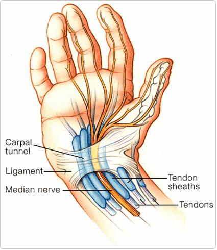 Surface Anatomy of Upper Limb (continue) : Carpal Tunnel