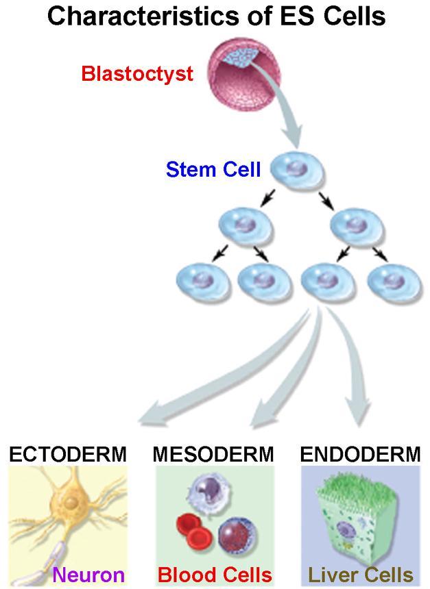 Pluripotent Stem Cells -Self-renew -Give rise to all cell types (mod.