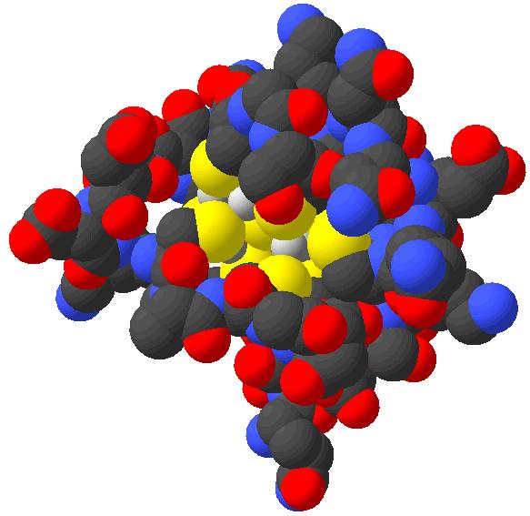 Metallothionein: a soft-ligand protein. 1/3 of amino acids are Cys.