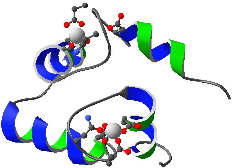 Calmodulin, a hard-ligand