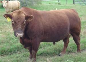 Crossbred Cows Red Angus bull
