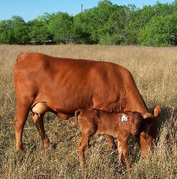 Tuli-sired calf as a cow with