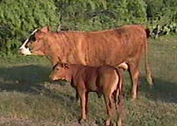 cow with  Senepol-sired calf as