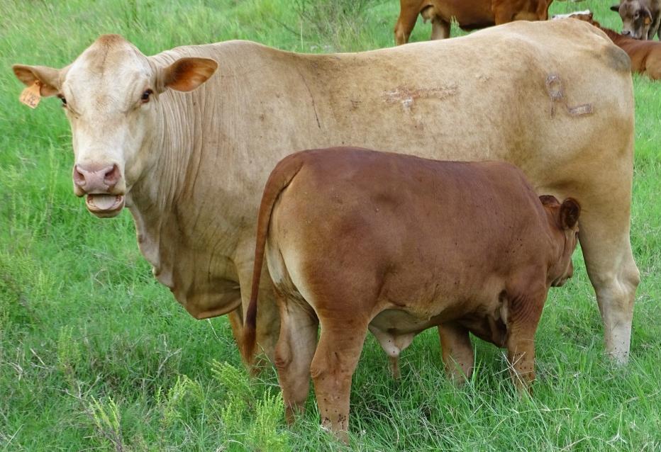 Across-Breed EPDs and Heterosis for WW (lbs) in Star Cattle: Breed Direct (Calf) EPD Maternal (Cows) EPD Red Angus (R) 0 0 Senepol (S)