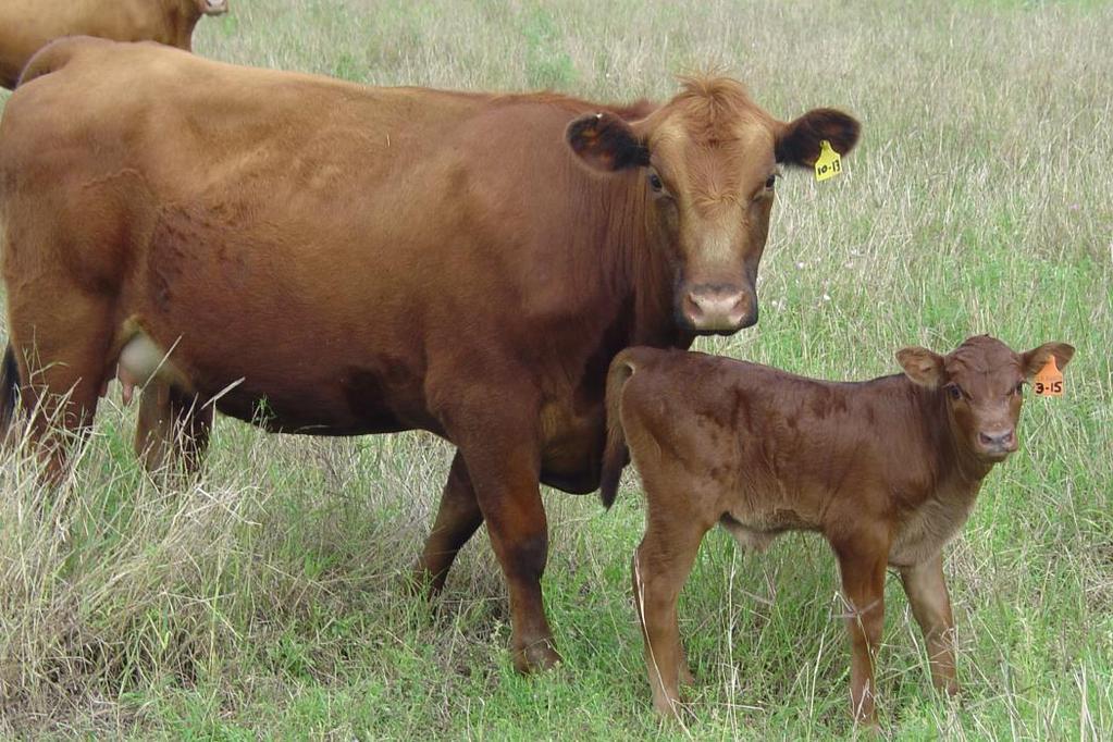 Predicted WW performance for Red Angus purebred (RA): Direct Maternal EPD EPD RA 0 0 = 536.5 + [0] = 536.5 pounds A Star heifer with newborn calf showing predominant Red Angus influence.
