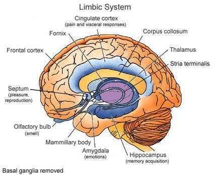 The Limbic System is the seat of emotion, memory and attention.