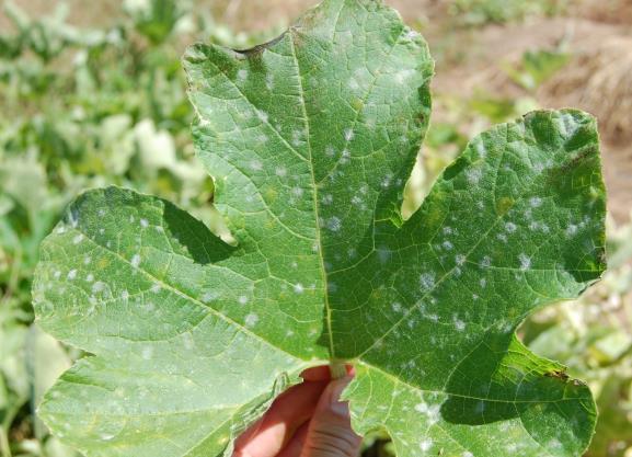 Cucurbit powdery mildew: It s that time of year again when powdery mildew is beginning to develop on more mature, lower leaves of cucurbit plants in southern and central Wisconsin.