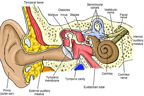 Definition of Ototoxicity Damage to the ear-