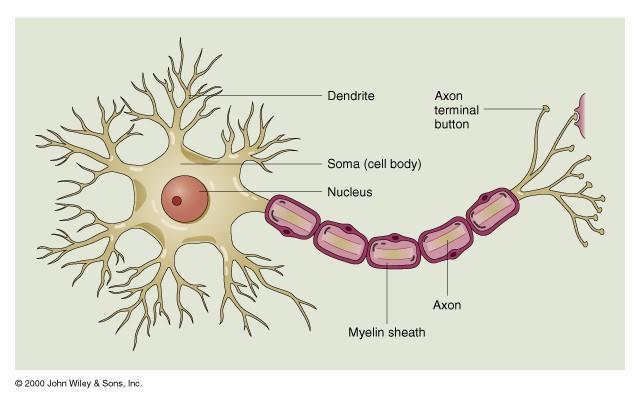 Types of Neurons - Multipolar: one axon, multiple dendrites (interneurons and motor neurons) Bipolar: one axon, one dendrite Unipolar: one extension, an axon, cell body to one side Nerve Transmission