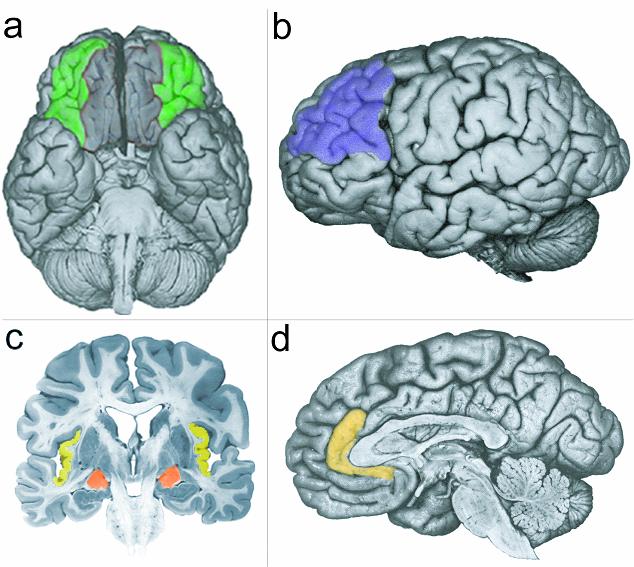 The circuitry of affect and affect regulation Orbitofrontal cortex: Affective