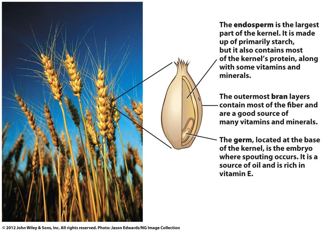 Whole grains vs.