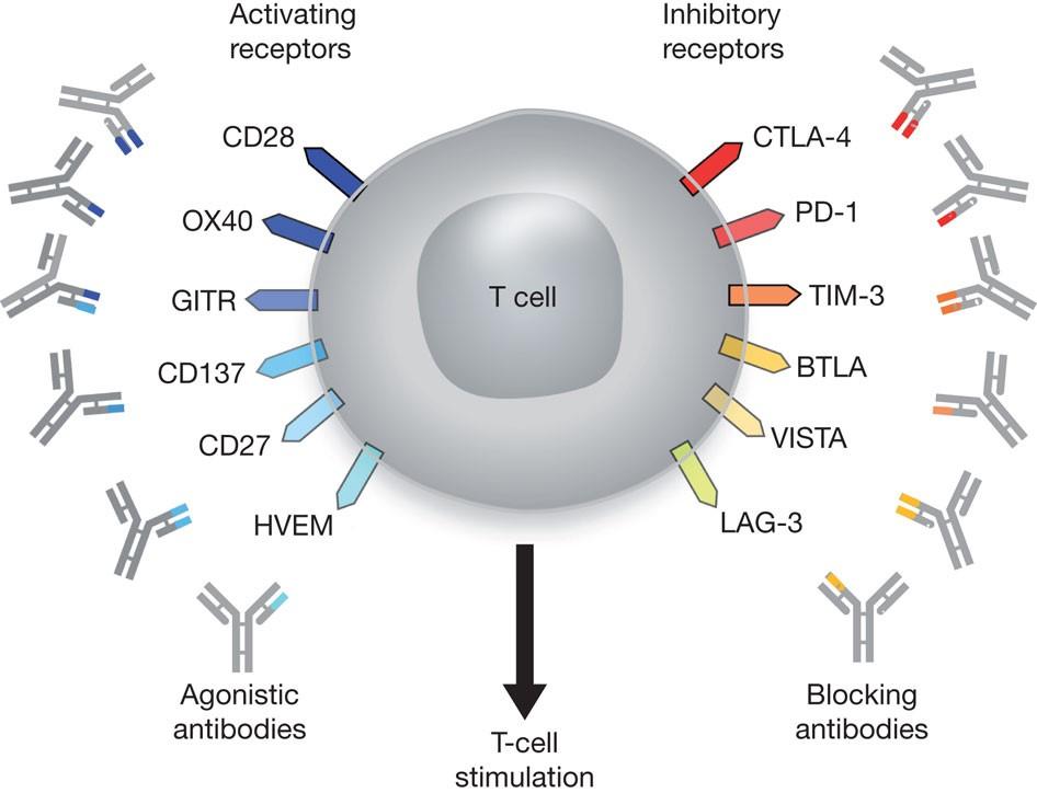 T cell targets for antibody