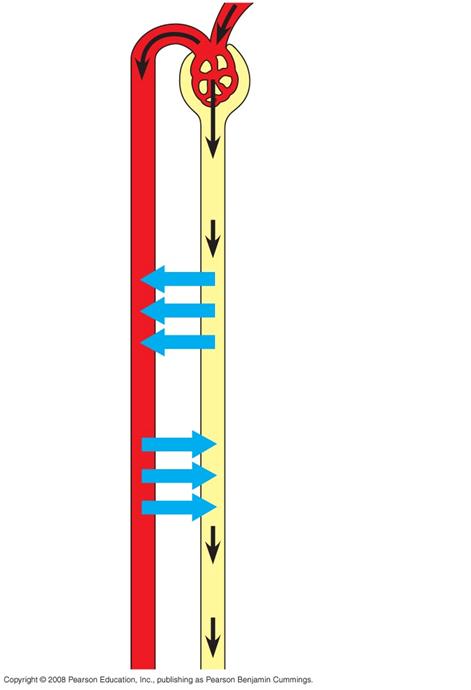 Capillary Filtration Reabsorption Secretion Excretion Filtration collects filtrate from blood; water/ solutes forced by blood pressure across selectively permeable membrane Reabsorption transport
