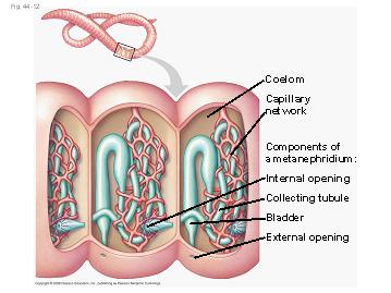 Metanephridia consist of tubules that collect coelomic fluid and