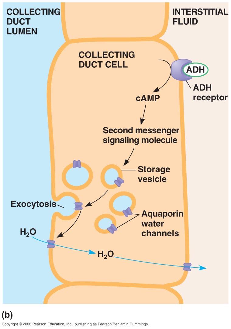 Aquaporin channels allow water to be reabsorbed